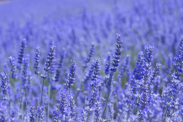 Blå lavendel blommor — Stockfoto