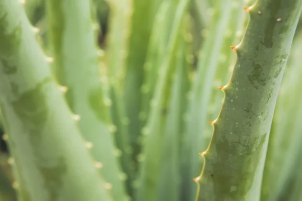 Aloe vera yaprağının ayrıntıları — Stok fotoğraf