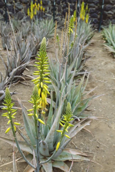 Pěstování aloe vera s kvetoucími květy — Stock fotografie