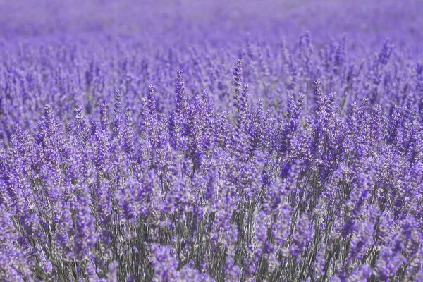 Lila lavendel fält — Stockfoto