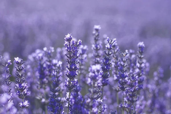 Close up de flores de lavanda azul — Fotografia de Stock