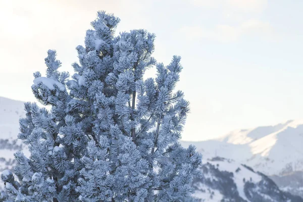 Milchkiefer in den Bergen, winterliche Landschaft — Stockfoto
