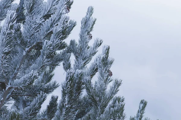 Matgemaakt naaldboomblad in de winter — Stockfoto