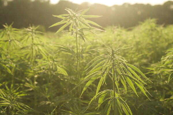Hemp industrial plantation 