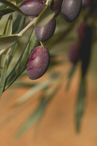 Frutos de azeitona picuais perto — Fotografia de Stock