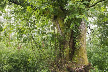 yaşlı kestane ağacı 