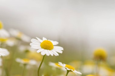 Papatya çiçeği. Yaklaş. 