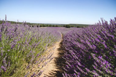 La Alcarria, İspanya 'daki lavanta tarlası.