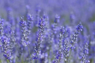 Lavender blue flowers close up  clipart