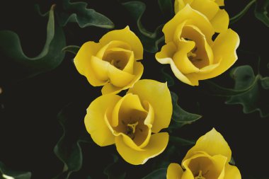 Sarı Lale çiçek yakın çekim