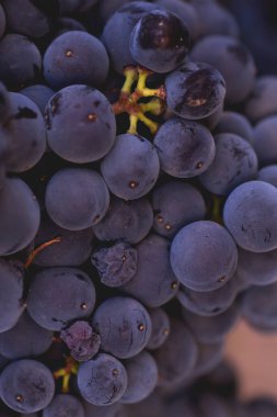 siyah üzüm yakın çekim