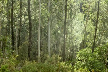 Yeşil vahşi orman. 