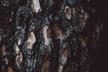 Kavrulmuş ağaç gövdesi yakın. 