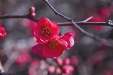 Maule 'nin ayva kırmızısı çiçekleri 