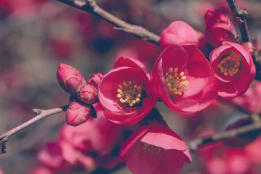 Chaenomeles 'in ayrıntıları Japonya' da kırmızı çiçekler açıyor.