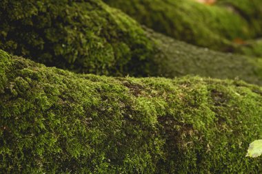 Yeşil yosun kaplı ağaç ayaklarının ayrıntıları 