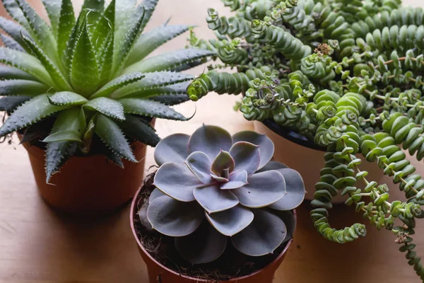 Tres plantas suculentas — Foto de Stock