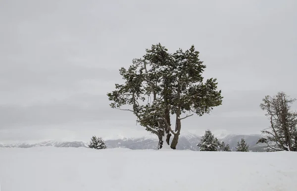 Schwarzkiefer auf dem weißen Schnee — Stockfoto