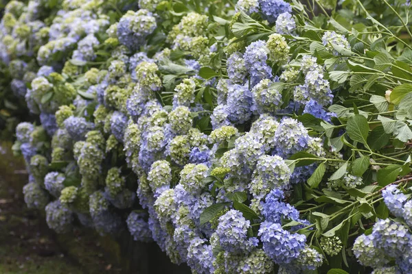 히 드란게아 푸른 꽃 — 스톡 사진
