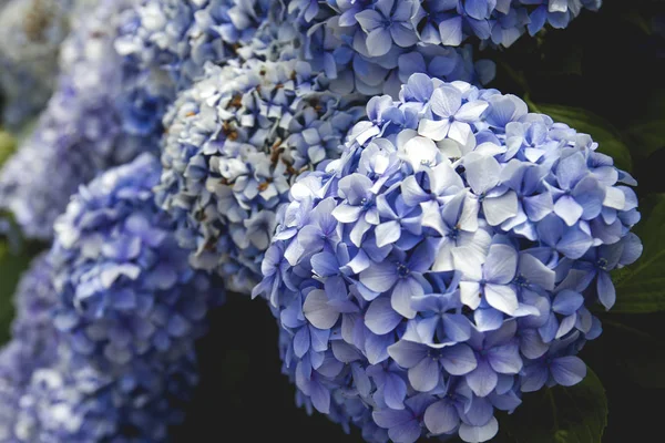 Blauwe hortensia bloemen — Stockfoto