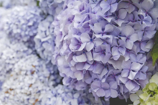 Purple hydrangea flowerheads — Stock Photo, Image