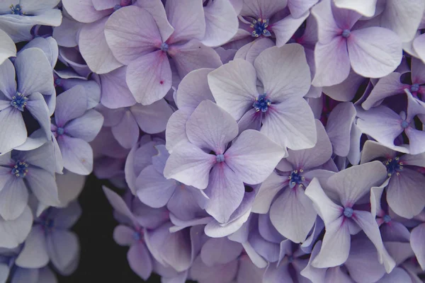 Detail of purple hydrangea flowers blooming — Stock Photo, Image