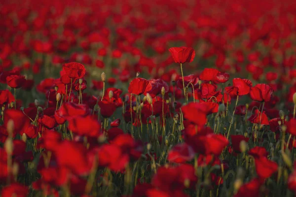 Červené máky rostou divoce a zaplavují krajinu červenou — Stock fotografie