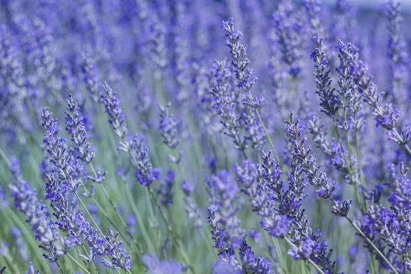 Lavanda flores azuis — Fotografia de Stock