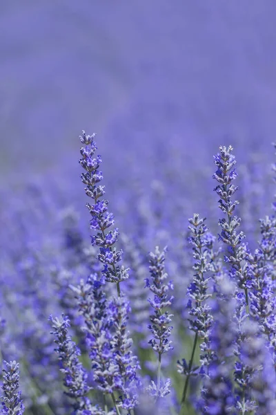 Lavanta mavisi çiçek detayı — Stok fotoğraf