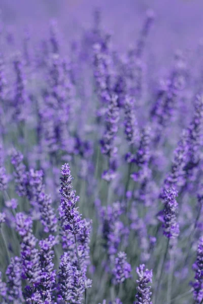 Lavendel violetta blommor — Stockfoto