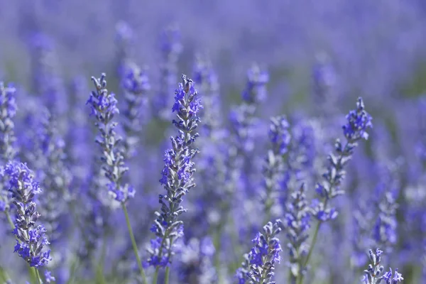 Lavanda flores azuis fechar — Fotografia de Stock