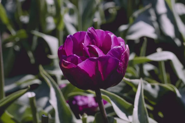 Tulipán violeta de cerca —  Fotos de Stock