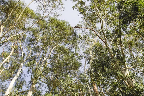 Grandes eucaliptos — Foto de Stock