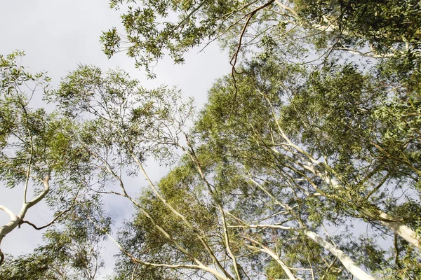 Bosque de eucaliptos — Foto de Stock