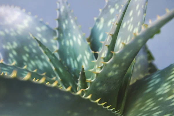 Detalhe das folhas de aloe vera — Fotografia de Stock