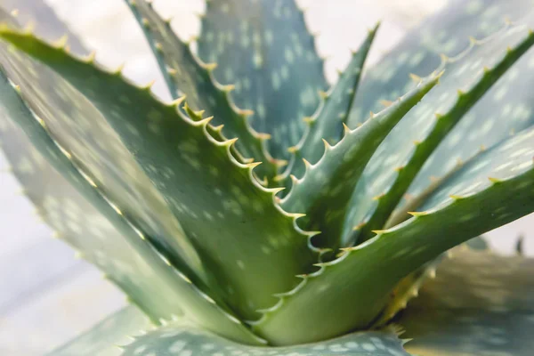 Detalle de plantas de Aloe Vera —  Fotos de Stock