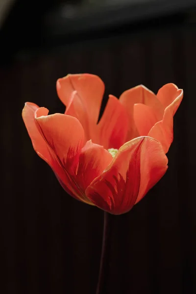 Detail of red tulip flower