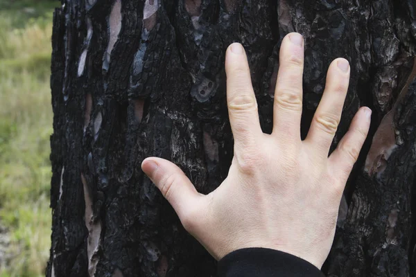 Man hand on burned tree trunk