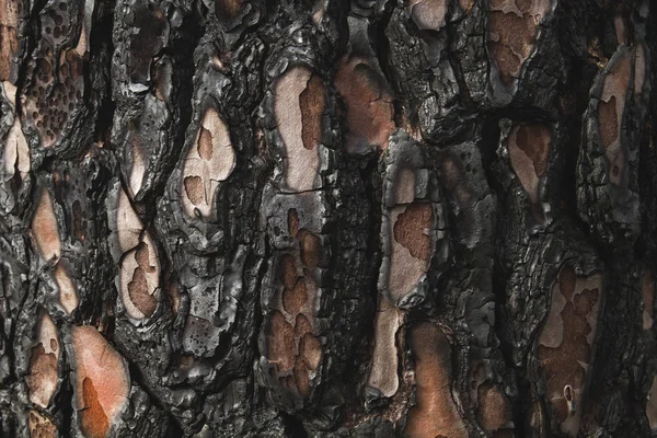 Brända trädet Bark — Stockfoto