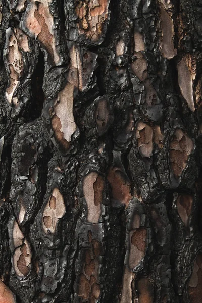 Burned tree bark
