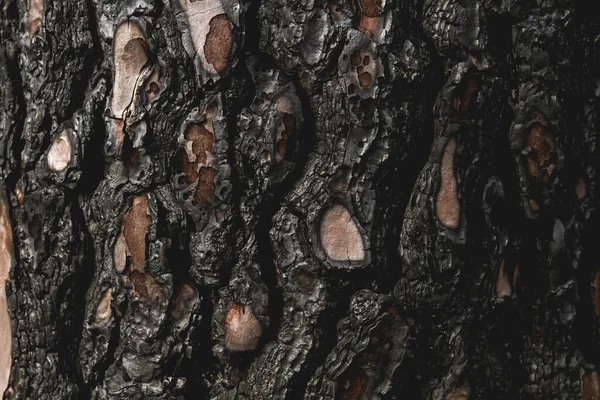 Vecchio albero corteccia bruciata — Foto Stock