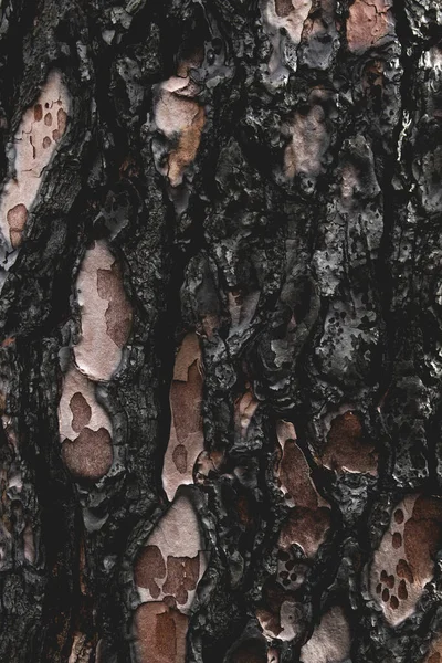 Corteccia di albero bruciato sfondo o consistenza — Foto Stock
