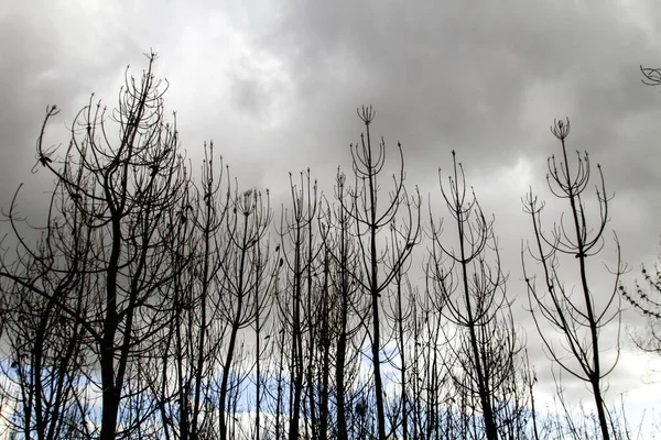 Spálené stromy po lesním požáru — Stock fotografie