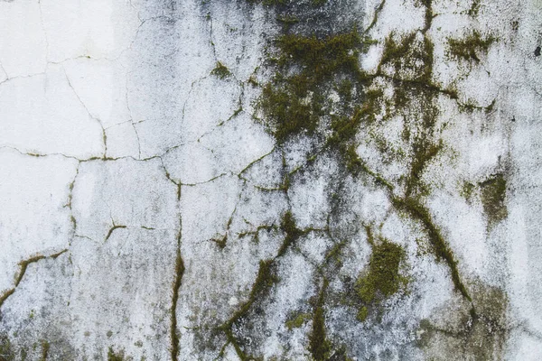 Gammal vit vägg med gräs växer på sprickor — Stockfoto