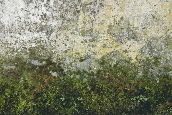 Stará zeď pokrytá mechem a plechovkami — Stock fotografie