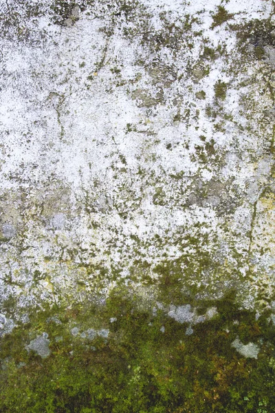 Detail van oude witte muur met mos — Stockfoto