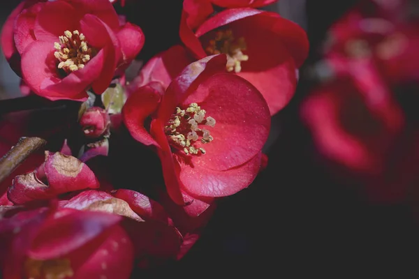 Chaenomeles japonica flores rojas de cerca — Foto de Stock