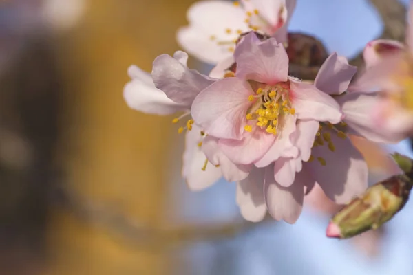 Detail der Mandelblüte — Stockfoto