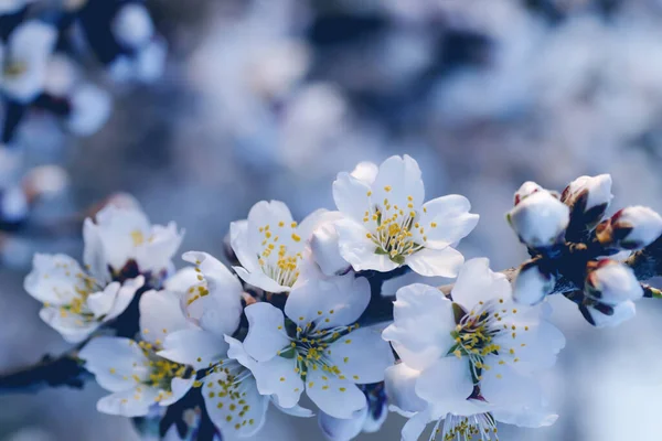 Almond tree blossom white flowers detail — Stock Photo, Image