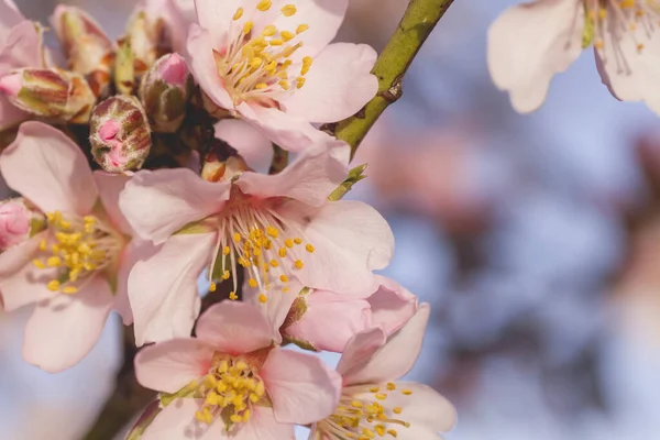 Detalhe de flores rosa amêndoa árvore flor — Fotografia de Stock